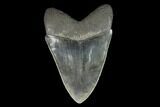 Serrated, Fossil Megalodon Tooth - Georgia #123697-2